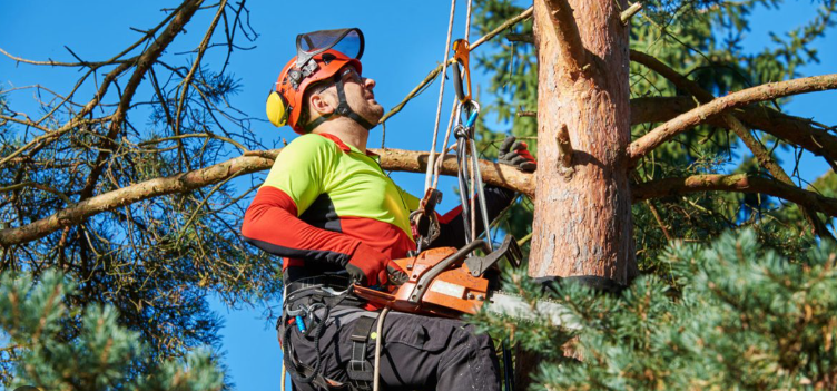 Arboriculture is one of the many vital services provided by WA Small Businesses. They play a critical role in the care and maintenance of our beautiful trees.
