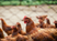 H5 Bird Flu (Avian Influenza): What Western Australians Need to Know