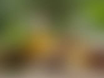 Discover the Power of Ayurvedic Skin Care