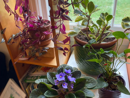 plants in a window