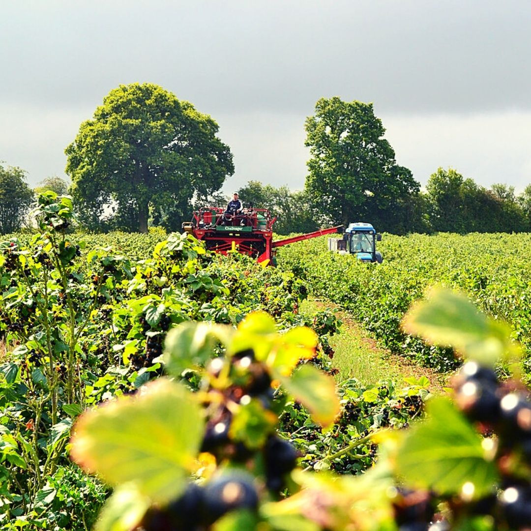 Pixley Berries Our Philosophy