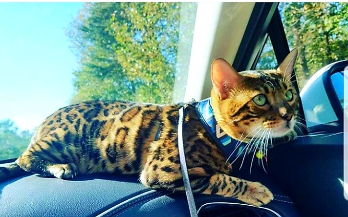 Dreamon King Simba of Alexander