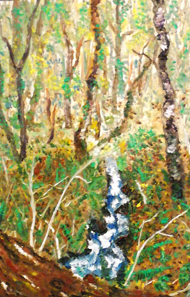 Stackpole woods, Pembrokeshire