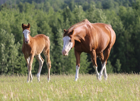 smarty 2025_edited.jpg