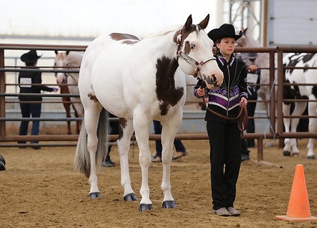 tori showmanship 2024.jpg