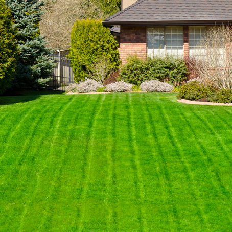 Mistakes You Need To Avoid To Keep Your Lawn in Pristine Shape