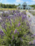 IMG_9504.jpeg