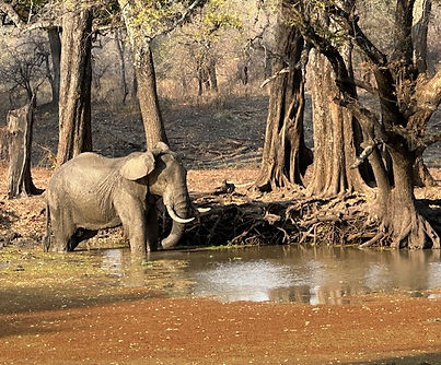 Elephant gathering at the Back Lagoon, Chibembe Wildlife Reserve