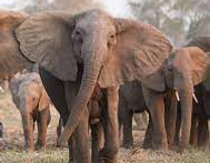 tuskless elephant.jpg