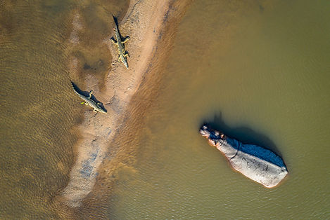 Crocodiles and hippo at Chibembe Island, Luangwa River Zambia