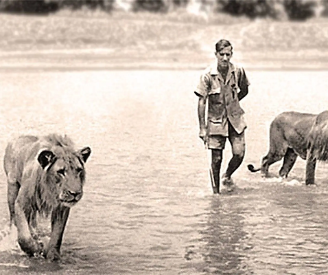 Norman Carr walking with lions in the Luangwa Valley, Zambia