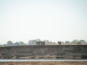 elephants walking by river