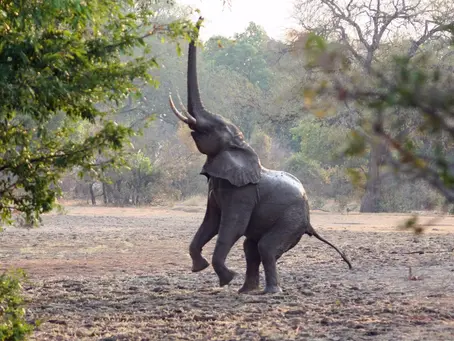 Top Animals to See in the Luangwa