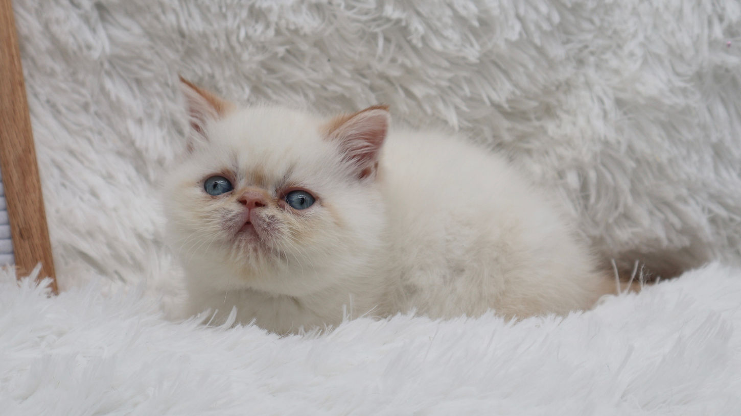 Exotic shorthair kitten for sale, she loves to play with the kids.