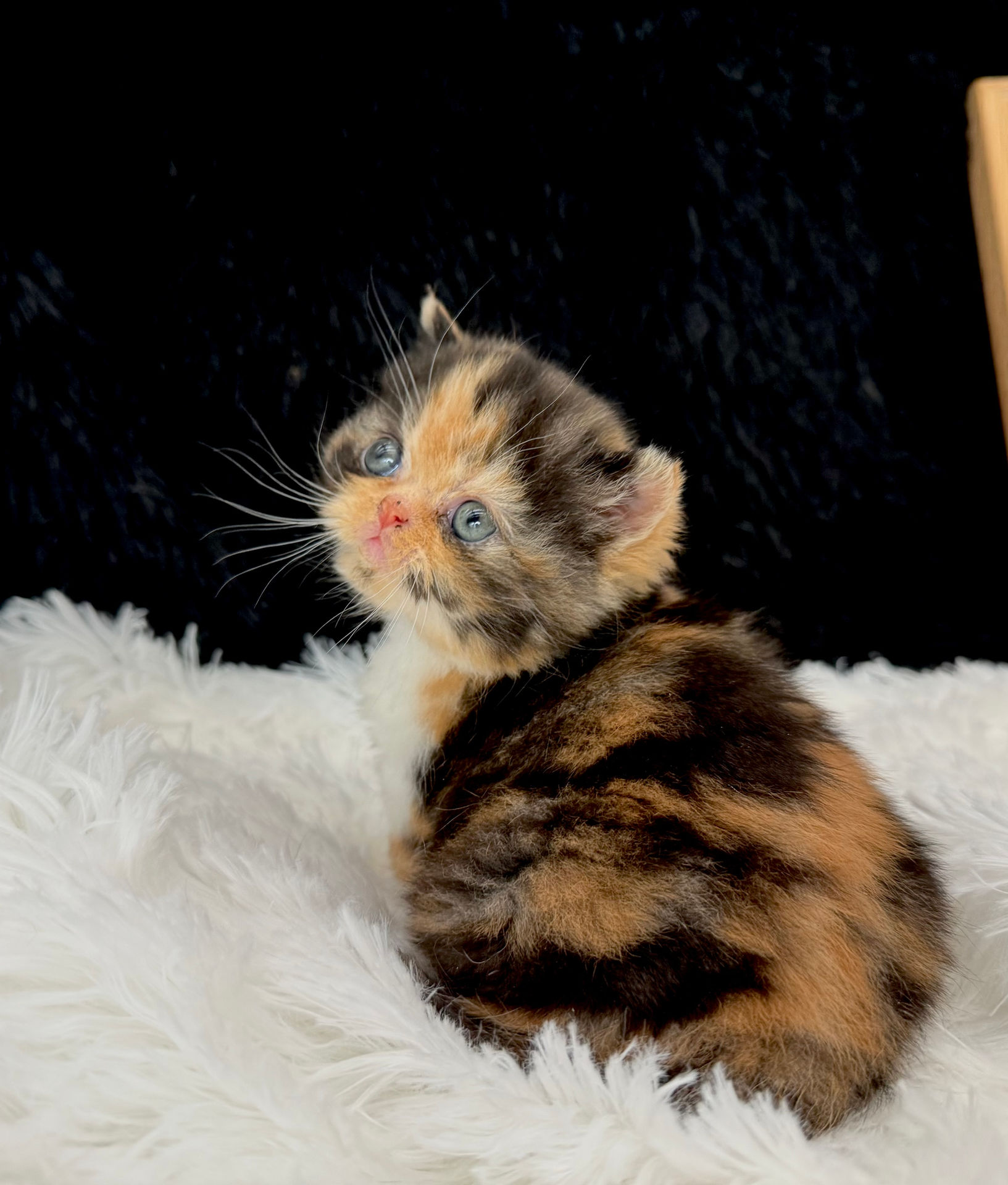 Rose is only weeks old and filling out so nicely. She is so sweet and loves attention.