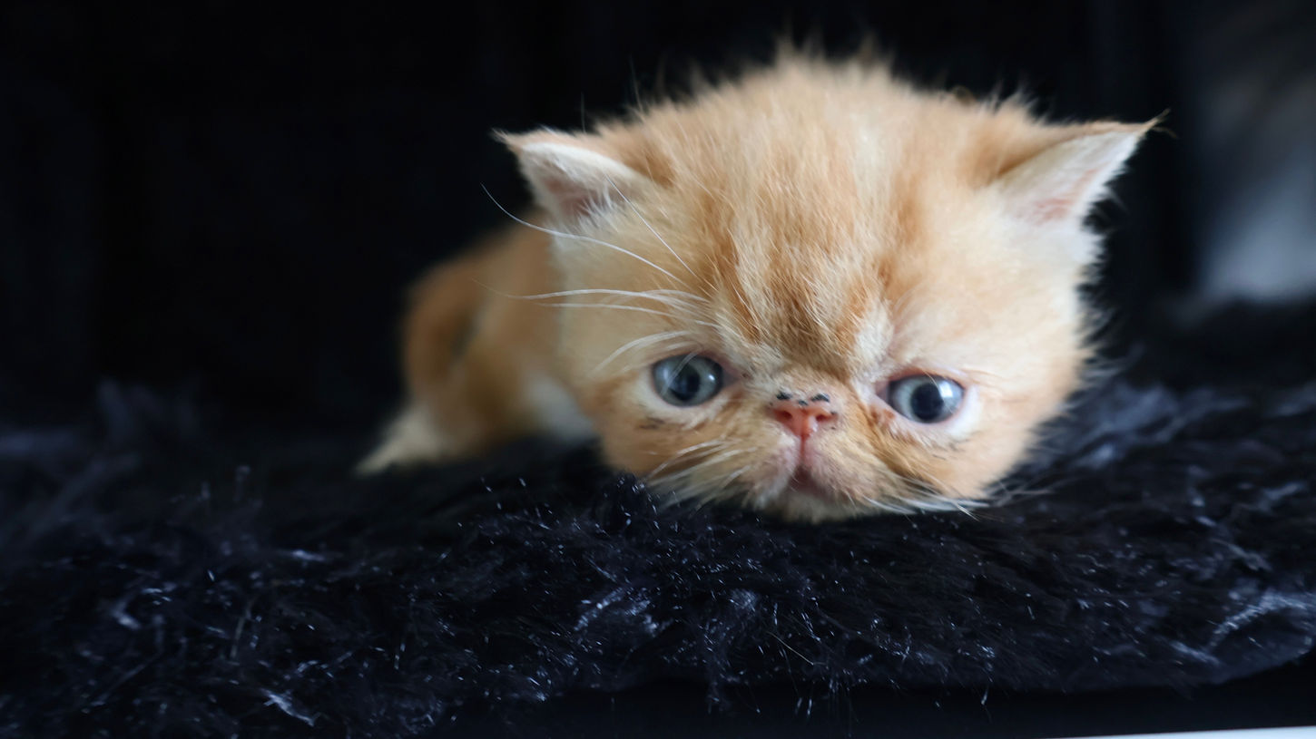 Well socialized exotic shorthair kitten for sale in Texas, Oklahoma and Arkansas.