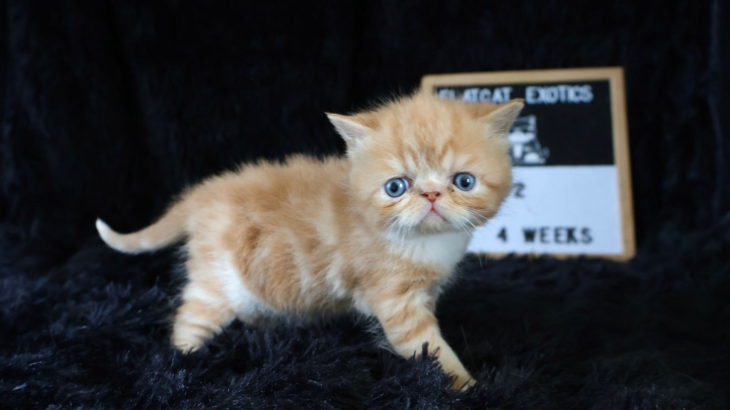 Exotic shorthair kitten for sale walking with a strut.