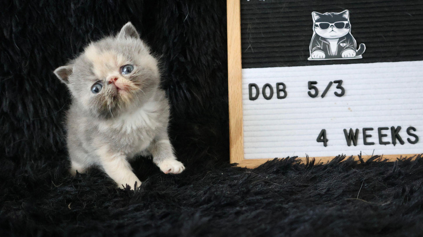Exotic shorthair kitten for sale in Texas with her pretty head tilted.