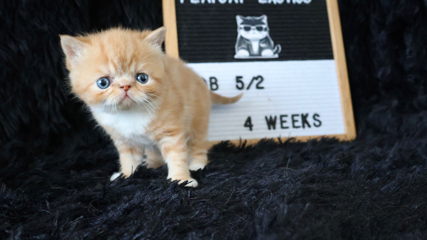 Exotic shorthair kitten for sale in Texas ready to run and play.