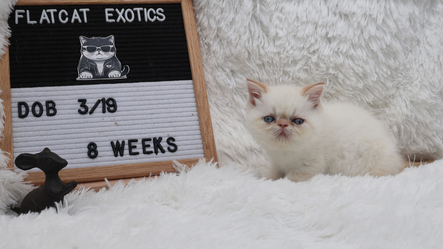 Beautiful flame point female exotic shorthair for sale in Texas.