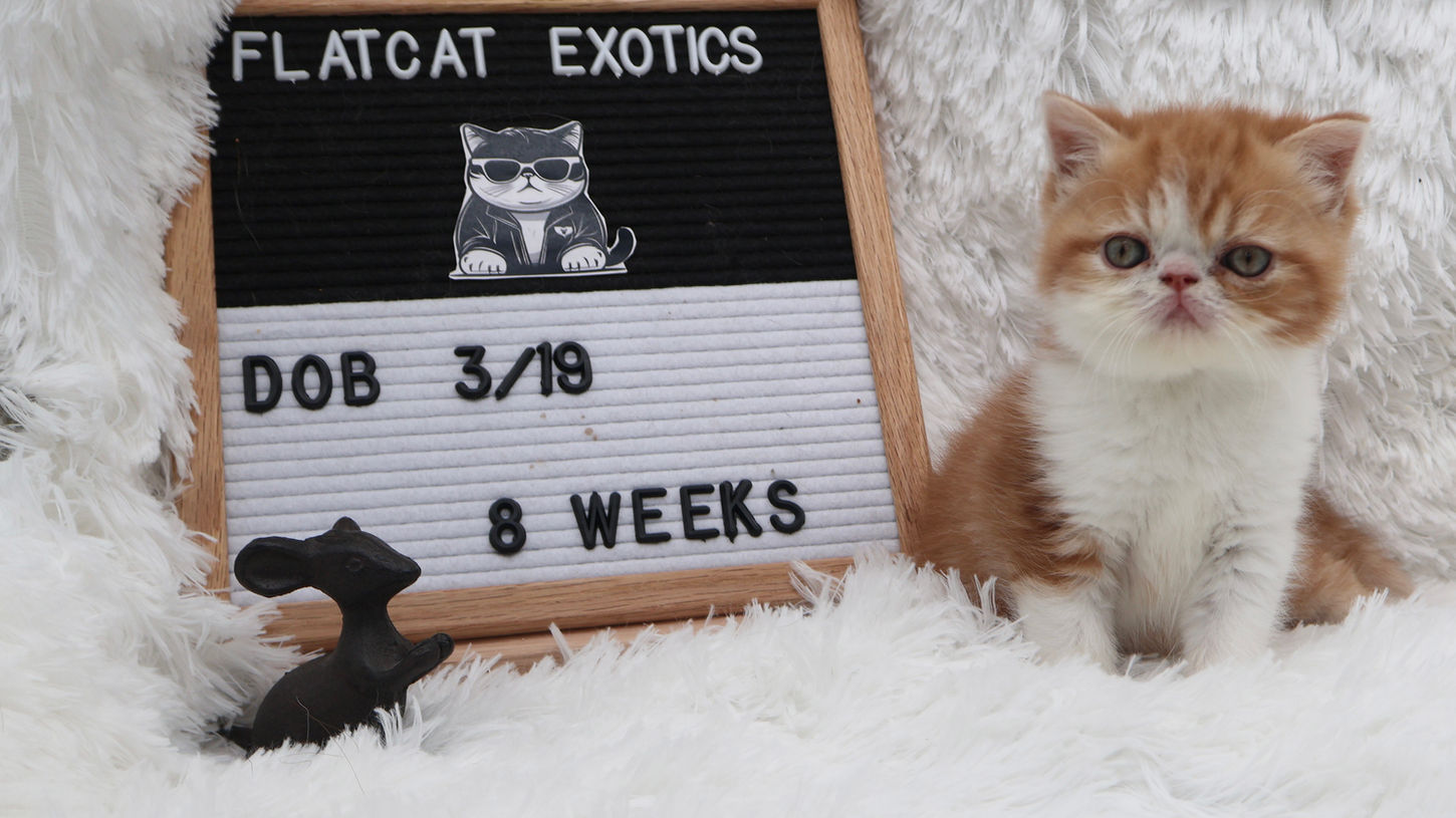 Fred is a red and white exotic shorthair kitten for sale in Texas and ready to find his forever home.