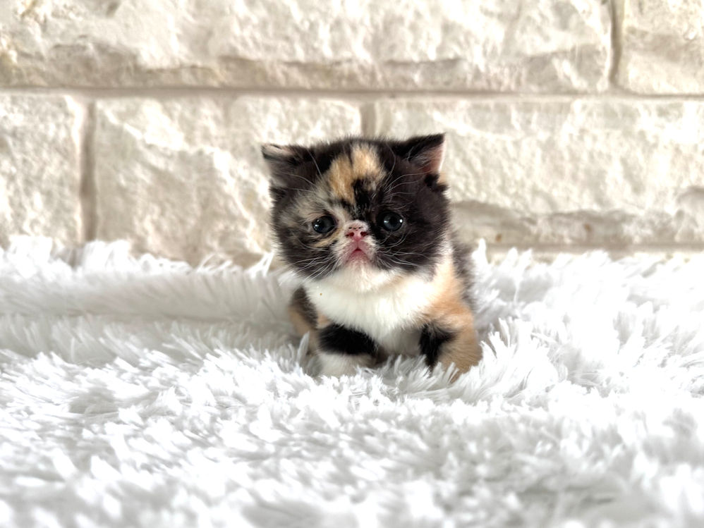 North Texas Exotic Shorthair calico kitten available through priority waitlist