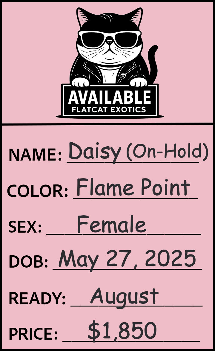 Flatcat Card Final_Blank_Available_edited.jpg