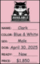 Flatcat Card Final_Blank_Available.png