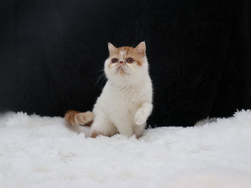 Rosie is our wonderful and loving Red and White queen. Rosie has European bloodlines and creates beautiful Exotic Shorthair kittens.