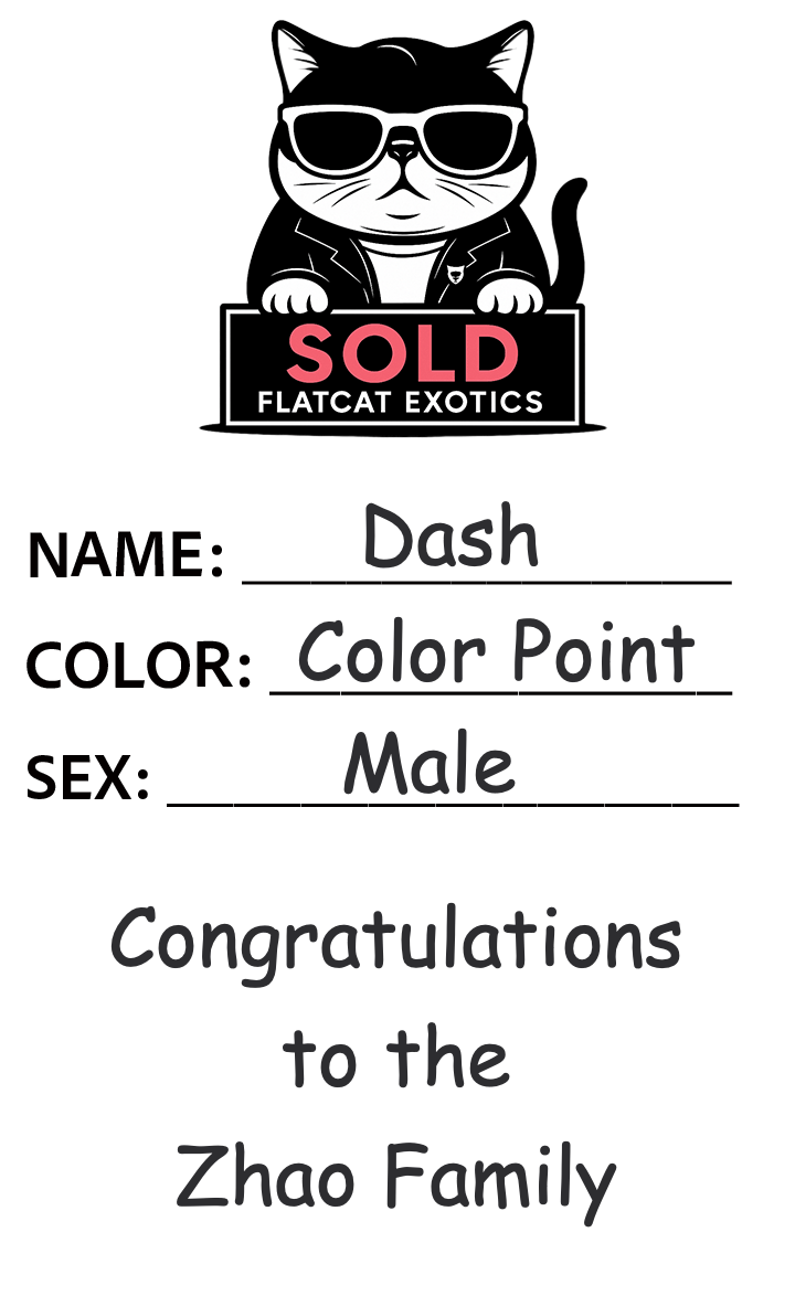 Flatcat-Card-Final_Blank_Sold_Transparent.gif