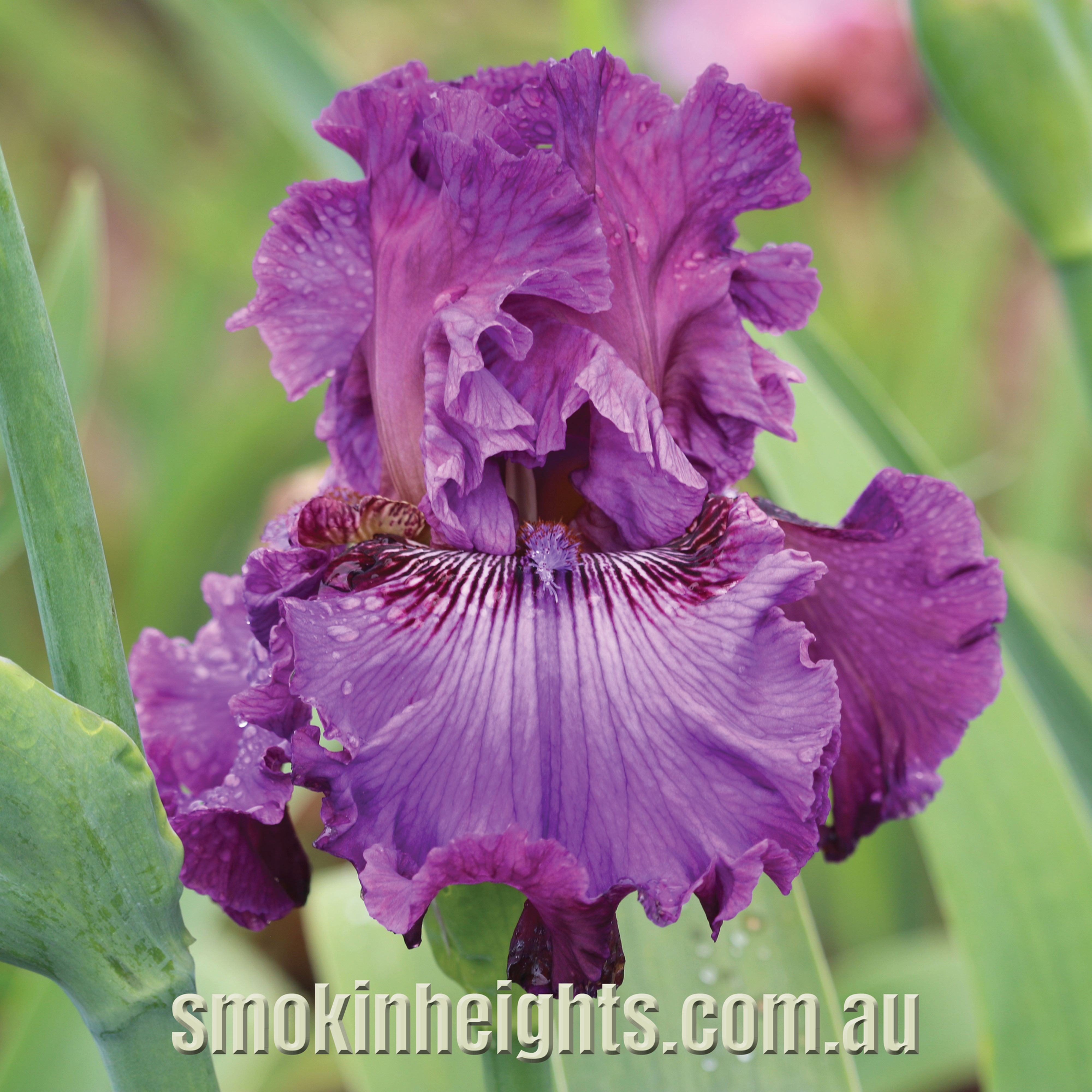 Primrose Gypsy