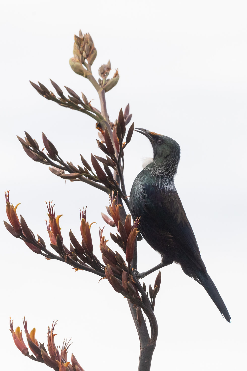Tui2_Pest Free Aotea