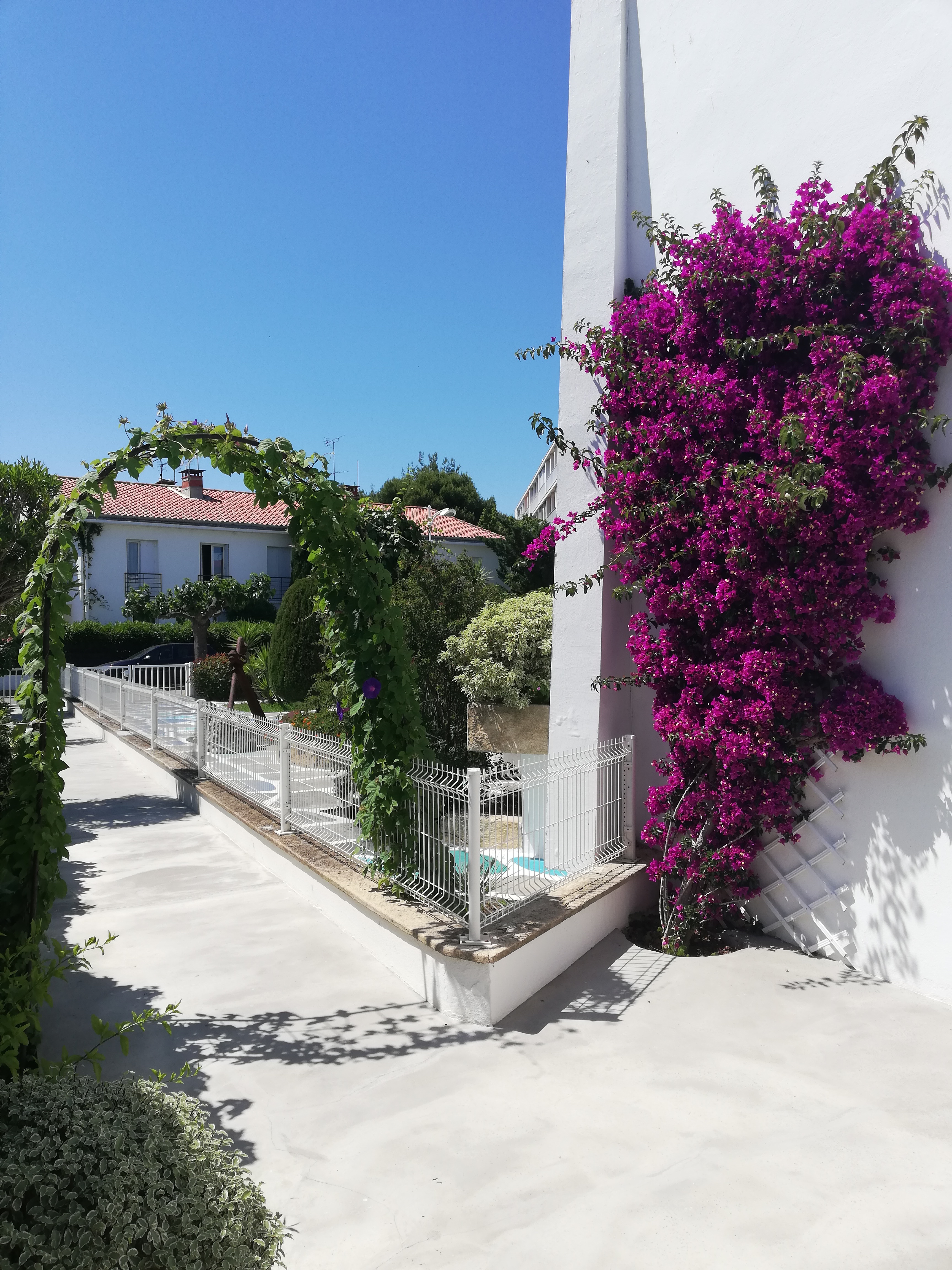jardin bougainvillier