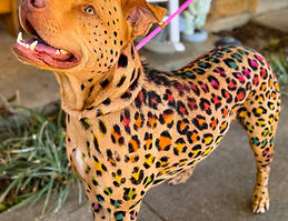 Dog safe dye used to turn a dog into a Lisa Frank Leopard.