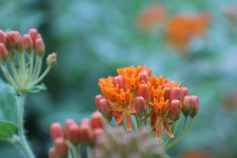 Master Planning & Concept Development