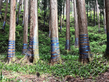 木曜日は「木」のお話しで