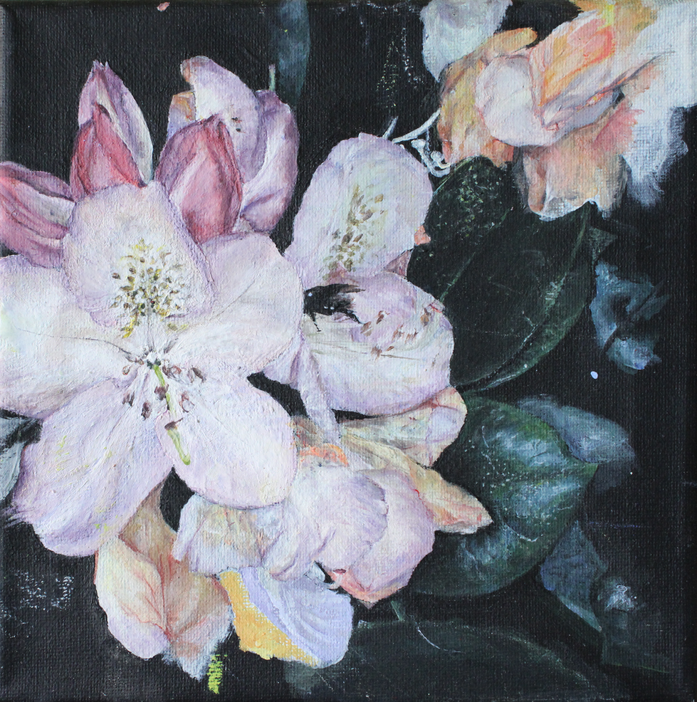 This painting captures the delicate beauty of blooming rhododendrons with a striking interplay of light and shadow. The soft pink and white petals feel almost luminous, unfolding gently against the deep, rich greens of the foliage. Hints of golden yellow and subtle orange tones flicker within the flowers, adding warmth and depth to the composition.
The contrast between the vibrant blossoms and the dark background makes the floral arrangement feel almost ethereal—like a fleeting moment suspended in time. The brushwork brings out the gentle texture of each petal, emphasizing their fragility and elegance. There’s a quiet serenity to the piece, as if the flowers are basking in the fading light of dusk.