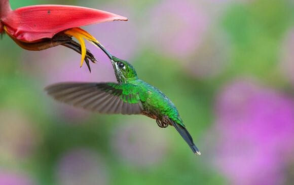 Le colibri