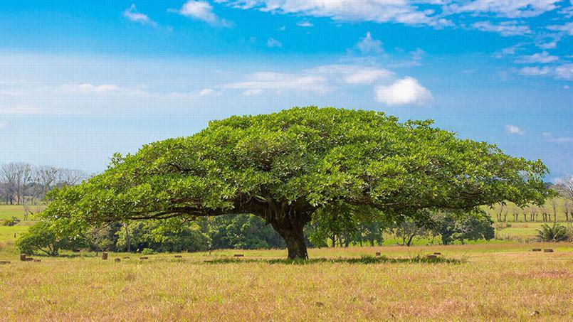 Le "Guanacaste", arbre national