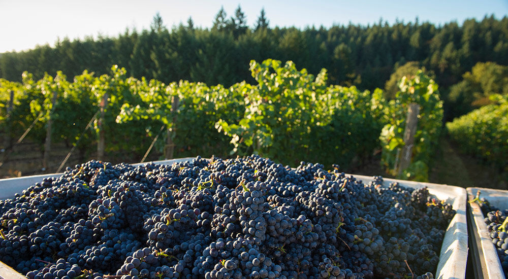 What is so special about Argyle Winery?