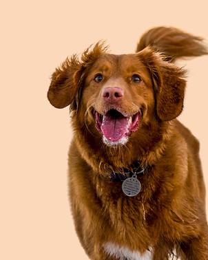 Atrio PetPulse Logo + editing of pictures (5).png