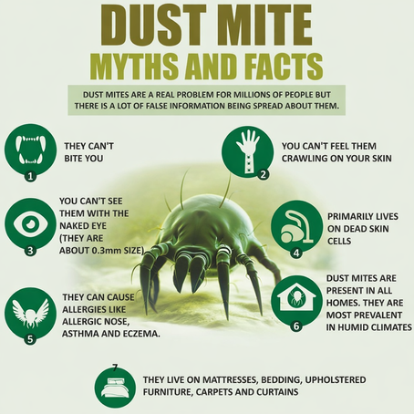 Cozy Shouldn’t Mean Congested: Resetting Indoor Allergies for a More Comfortable Home