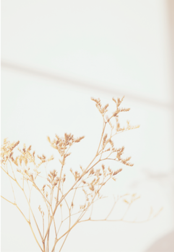 flores bonitas 2.png