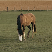 1I3A3613 copie.jpg