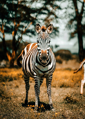 zac-wolff-JroQHP260nU-unsplash_edited.jp