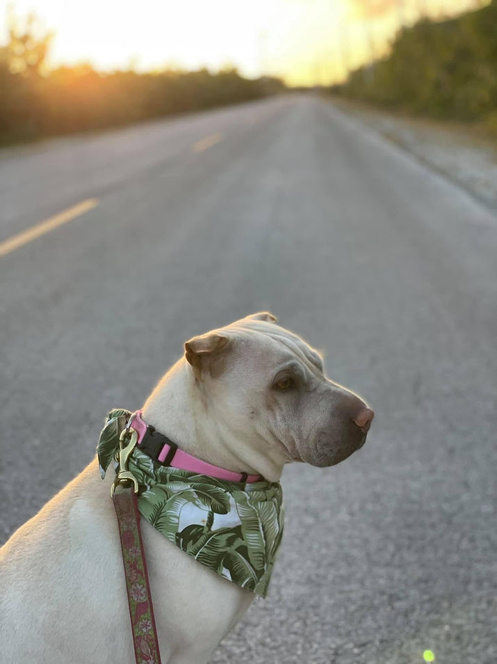 Dog