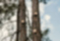 Nesting boxes for microbats and native birds installed at Contained in Nimbin eco accommodation.