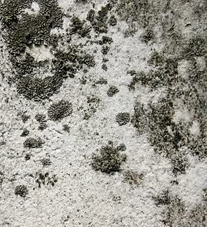 krb_mold-remediation.jpeg