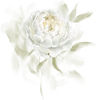 peony.jpg