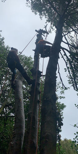 W.K. Services - Tree Pruning rig, contact us for a quote!